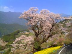 ひょうたん桜